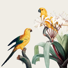 Macaw Tropical Illustration