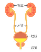 腎臓と膀胱