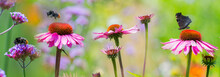 The Panoramic View - Garden Flowers And Butterfly And Bumblebees Close Up