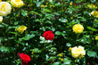 Piękne kolorowe dzikie róże