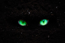 Eye Green Of The Cat Free Stock Photo - Public Domain Pictures