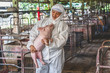Asian veterinarian holding for moving the pig in hog farms, animal and pigs farm industry