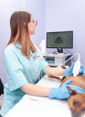 Sticker - Veterinarian examines the dog using ultrasound at clinic