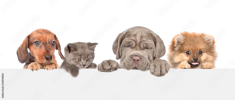 Group of dogs and cats above empty white banner. isolated on white background. Empty space for text - obrazy, fototapety, plakaty 