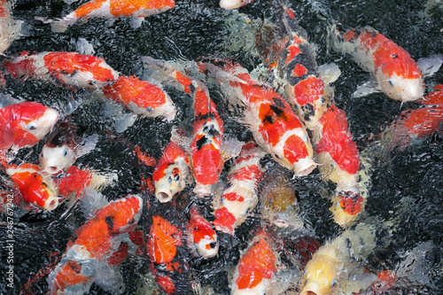 Colorful Koi Fish Hungry Fish Swim Quickly And Gathers To Get