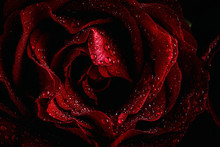 Red Roses With Dark Background