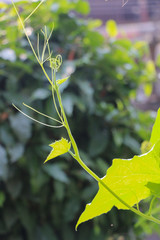 Canvas Print - Hyacinth bean in garden