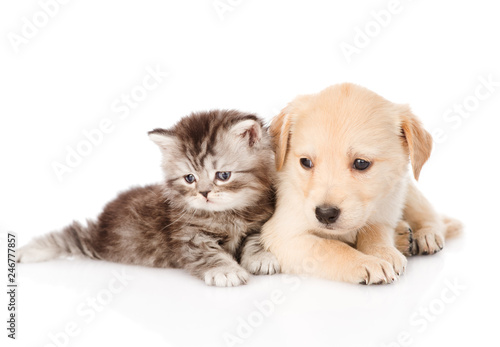 Plakaty Psy  golden-retriever-szczeniak-i-brytyjski-pregowany-kot-lezacy-razem-na-bialym-tle