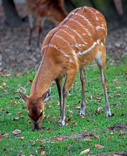 Sitatunga Antelope. Latin Name - Tragelaphus Spekei