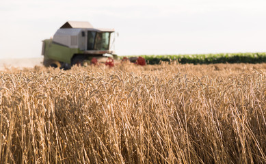 Wall Mural - Harvesting of wheat field with combine