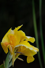 Wild Flower: Yellow Canna Lily On Blurred Background.