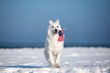 canvas print picture white shepherd dog running outdoors in winter with an american flag in her mouth