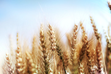 Canvas Print - Wheat field