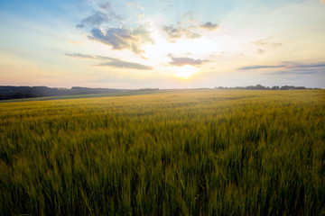 Poster - Green meadow under blue sky with clouds