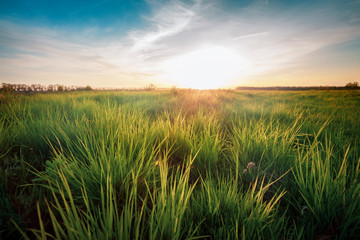 Canvas Print - Green meadow under blue sky with clouds