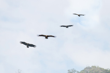 Wall Mural - four huge vulture in flight,low angle view..flock of himalayan griffon soaring with fully wingspan i