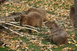 Capybaras Gruppe