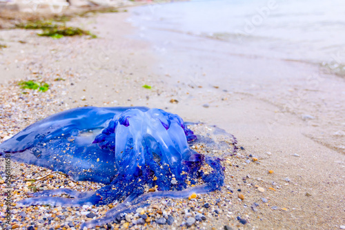 Big Blue Dead Jellyfish In Shallow Sea Water Stock Photo Adobe Stock Big Blue Dead Jellyfish In Shallow Sea Water Stock Photo Adobe Stock