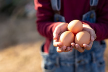 Hands Of Little Girl Holding A Chicken Eggs.