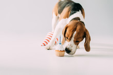 Cute Beagle Dog Smelling Cupcake Near Party Cap  On Grey Background