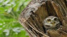 Spotted Owlet In Hollow Tree Trunk.