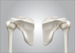 © Surasak - Precise medical 3D images of human shoulder bones
