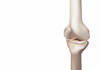 © Surasak - 3D rendering, illustrations of human and medical knee science