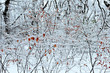A mesh of branches fill the frame and give a Jackson Pollock like abstract scene with high contrast between the trees and snow and leaves
