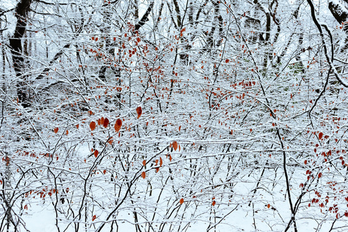 Fotografia, Obraz  A mesh of branches fill the frame and give a Jackson Pollock like abstract scene