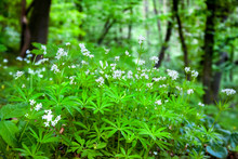 Sweetscented Bedstraw (Galium Odoratum) Blooming In Spring Forest