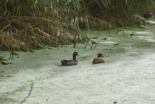 Two Ducks In Green Muck