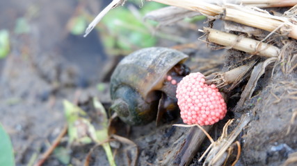 Wall Mural - snails lay eggs in rice fields