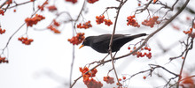 A Blackbird Sits On A Branch With Copyspace