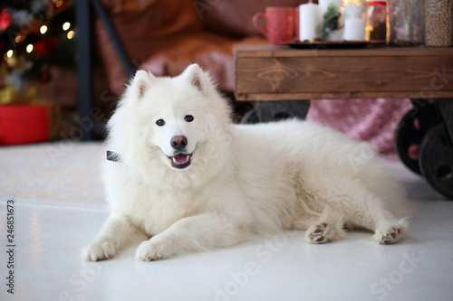 Samoyed Near The Sofa In Apartment This Stock Photo And Samoyed Near The Sofa In Apartment