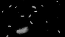 White fluffy bird feathers fly in the air on a black background 1920