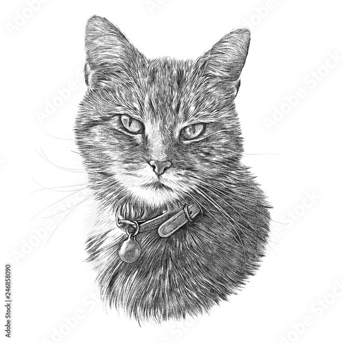 Black And White Drawing Of A Cute Cat Cat Head Isolated On White Background Pencil Ink
