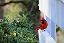 A Single Male Cardinal Bird Perching On White Wooden Fence Enjoy Watching And Relaxing On The Blurry Garden Background, Winter In Georgia USA.