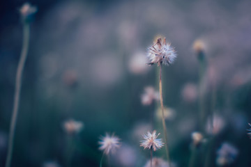 Wall Mural - Soft focus of Beautiful Little Iron Weed in natural background.Vintage style