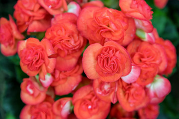 Poster - Close-up beautiful red group Begonia flower