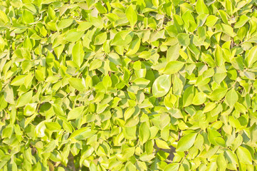 green lawn or field with various kind of green plant or grass view from top