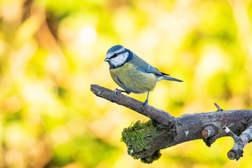 Wall Mural - Blue Tit