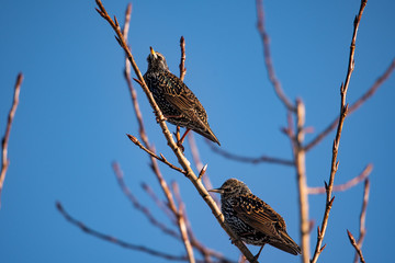 Wall Mural - Starlings