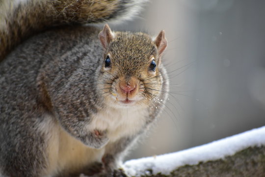 squirrel eating nut