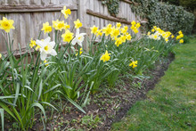Yellow And White Daffodils