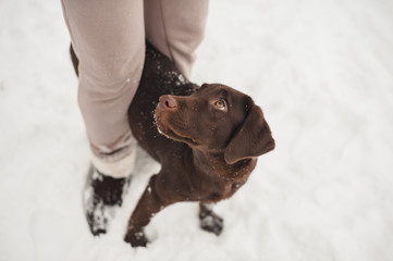 Labrador puppy with a girl