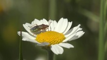 Shield Bugs Pentatomidae Sits On Medicinal Flower Matricaria Chamomile