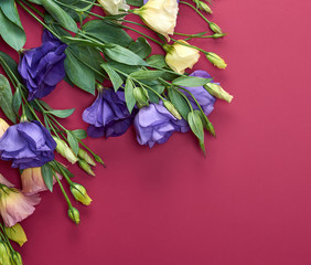 fresh blooming flowers Eustoma Lisianthus on red paper background, top view