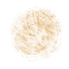 Wall Mural - wood texture of growth ring pattern from a slice of tree. cut monotone wooden stump isolated on whit