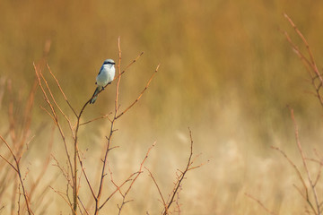 Wall Mural - Great grey shrike Lanius excubitor songbird perched on a branch