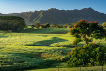 Flowering Trees Frame View Of The Na Pali Mountains Over Fairy Tale Landscape Of Kauai